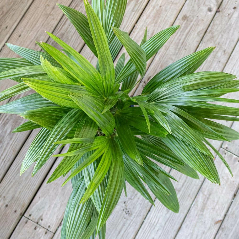 United Nursery Fan Palm Live Indoor Outdoor Plant in 10 in. Premium Ecopots Dark Gray 5 United Nursery Fan Palm Live Indoor Outdoor Plant in 10 in. Premium Ecopots Dark Gray - Image 3