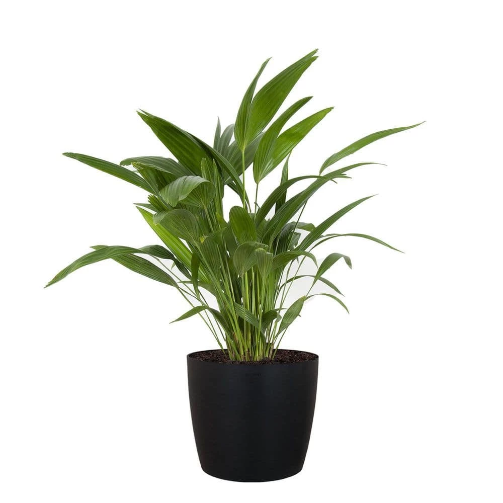 United Nursery Fan Palm Live Indoor Outdoor Plant in 10 in. Premium Ecopots Dark Gray 3 United Nursery Fan Palm Live Indoor Outdoor Plant in 10 in. Premium Ecopots Dark Gray
