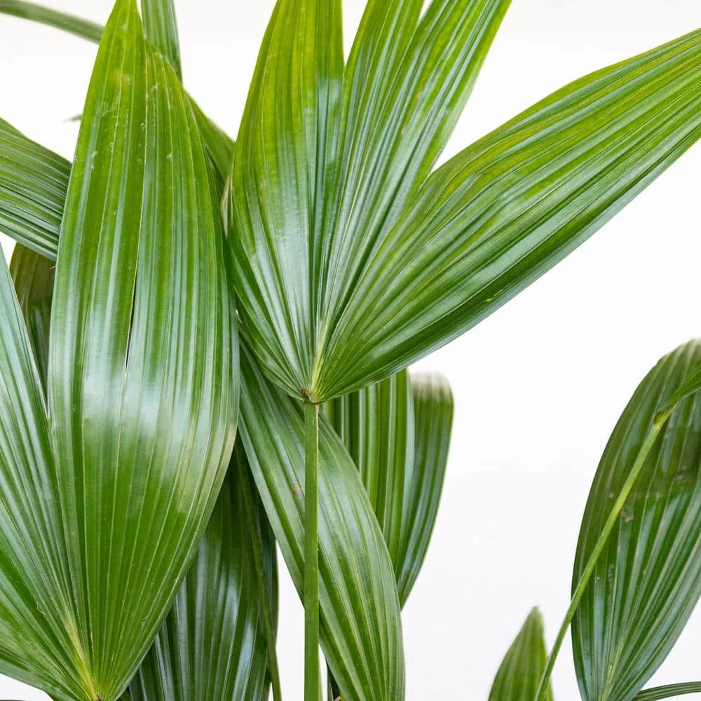 United Nursery Fan Palm Live Indoor Outdoor Plant in 10 in. Premium Ecopots Dark Gray 4 United Nursery Fan Palm Live Indoor Outdoor Plant in 10 in. Premium Ecopots Dark Gray - Image 2