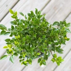 United Nursery Ficus Retusa Live Bonsai in 6 in. Premium Ecopots Pure White -Cheap Garden Center Store united nursery indoor plants fretusa6shpw 4f 1000