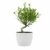 United Nursery Ficus Retusa Live Bonsai in 6 in. Premium Ecopots Pure White -Cheap Garden Center Store united nursery indoor plants fretusa6shpw 64 1000