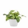 United Nursery Golden Pothos Plant Live Pothos in 6 in. Premium Ecopots Pure White -Cheap Garden Center Store united nursery indoor plants gpothossh6pw 64 1000
