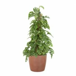 United Nursery Monstera Adansonii Totem Live Indoor Outdoor Plant in 10 in. Premium Ecopots Terracotta