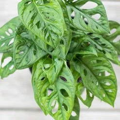 United Nursery Swiss Cheese Plant Live Monstera Adansonii in 6 in. Premium Ecopots White Gray Pot -Cheap Garden Center Store united nursery indoor plants madansonii6shwg 4f 1000