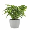United Nursery Swiss Cheese Plant Live Monstera Adansonii in 6 in. Premium Ecopots White Gray Pot -Cheap Garden Center Store united nursery indoor plants madansonii6shwg 64 1000