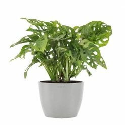 United Nursery Swiss Cheese Plant Live Monstera Adansonii in 6 in. Premium Ecopots White Gray Pot
