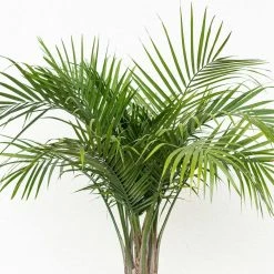 United Nursery Majesty Palm Live Indoor Outdoor Plant in 10 in. Premium Ecopots Dark Gray 10 United Nursery Majesty Palm Live Indoor Outdoor Plant in 10 in. Premium Ecopots Dark Gray -Cheap Garden Center Store united nursery indoor plants majestyp10dg 1f 1000