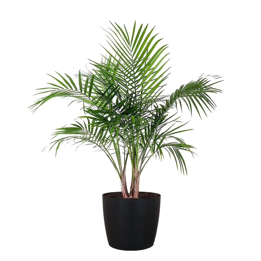 United Nursery Majesty Palm Live Indoor Outdoor Plant in 10 in. Premium Ecopots Dark Gray 3 United Nursery Majesty Palm Live Indoor Outdoor Plant in 10 in. Premium Ecopots Dark Gray