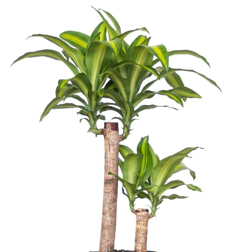 United Nursery Mass Cane Plant 2 Stem Live Dracaena Indoor Outdoor Plant in 10 in. Premium Ecopots Dark Gray 6 United Nursery Mass Cane Plant 2 Stem Live Dracaena Indoor Outdoor Plant in 10 in. Premium Ecopots Dark Gray - Image 4