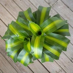 United Nursery Mass Cane Plant 2 Stem Live Dracaena Indoor Outdoor Plant in 10 in. Premium Ecopots Dark Gray 9 United Nursery Mass Cane Plant 2 Stem Live Dracaena Indoor Outdoor Plant in 10 in. Premium Ecopots Dark Gray -Cheap Garden Center Store united nursery indoor plants mcane10dg2p 4f 1000