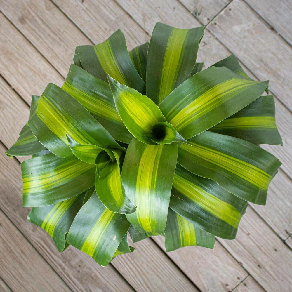 United Nursery Mass Cane Plant 2 Stem Live Dracaena Indoor Outdoor Plant in 10 in. Premium Ecopots Dark Gray 5 United Nursery Mass Cane Plant 2 Stem Live Dracaena Indoor Outdoor Plant in 10 in. Premium Ecopots Dark Gray - Image 3