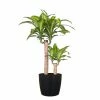 United Nursery Mass Cane Plant 2 Stem Live Dracaena Indoor Outdoor Plant in 10 in. Premium Ecopots Dark Gray 1 United Nursery Mass Cane Plant 2 Stem Live Dracaena Indoor Outdoor Plant in 10 in. Premium Ecopots Dark Gray -Cheap Garden Center Store united nursery indoor plants mcane10dg2p 64 1000