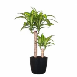 United Nursery Mass Cane Plant 2 Stem Live Dracaena Indoor Outdoor Plant in 10 in. Premium Ecopots Dark Gray