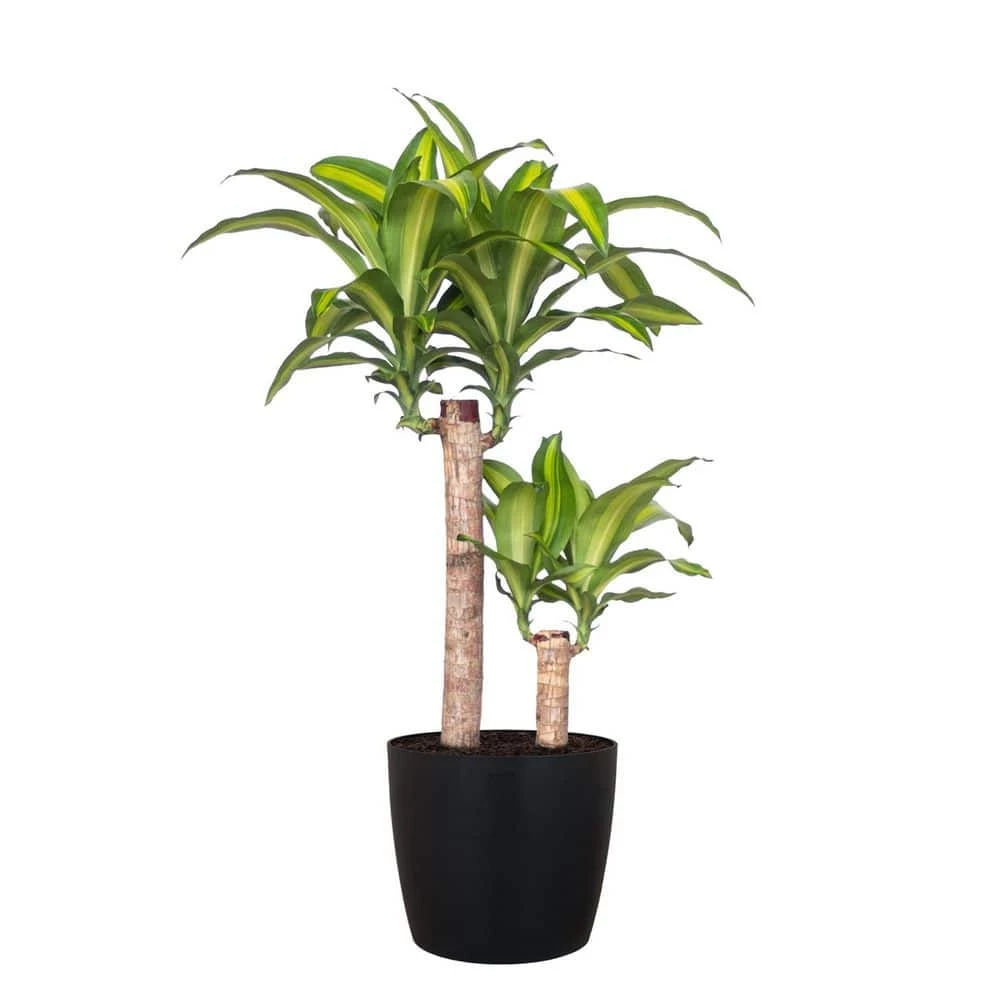 United Nursery Mass Cane Plant 2 Stem Live Dracaena Indoor Outdoor Plant in 10 in. Premium Ecopots Dark Gray 3 United Nursery Mass Cane Plant 2 Stem Live Dracaena Indoor Outdoor Plant in 10 in. Premium Ecopots Dark Gray