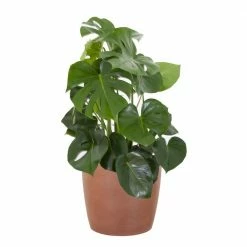 United Nursery Monstera Deliciosa Live Indoor Outdoor Plant in 10 in. Premium Ecopots Terracotta