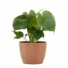United Nursery Monstera deliciosa Live Swiss Cheese Plant in 6 in. Premium Ecopots Terracotta -Cheap Garden Center Store united nursery indoor plants mdeliciosa6shtr 64 1000