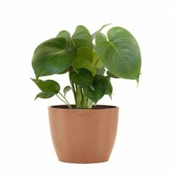 United Nursery Monstera deliciosa Live Swiss Cheese Plant in 6 in. Premium Ecopots Terracotta