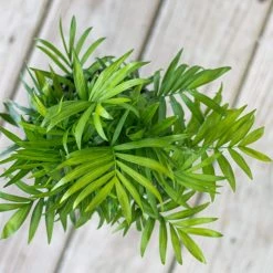 United Nursery Neanthebella Palm Live Indoor Chamaedorea Elegans Plant in 6 in. Premium Ecopots Pure White -Cheap Garden Center Store united nursery indoor plants npalmsh6pw 4f 1000