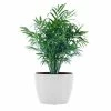 United Nursery Neanthebella Palm Live Indoor Chamaedorea Elegans Plant in 6 in. Premium Ecopots Pure White -Cheap Garden Center Store united nursery indoor plants npalmsh6pw 64 1000