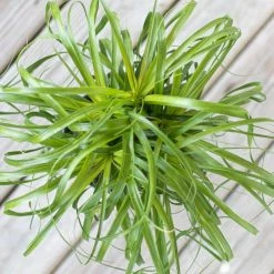 United Nursery Ponytail Palm Live Elephants Foot in 6 in. Premium Ecopots Gray Pot -Cheap Garden Center Store united nursery indoor plants ppalm6shgry 4f 1000