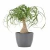 United Nursery Ponytail Palm Live Elephants Foot in 6 in. Premium Ecopots Gray Pot -Cheap Garden Center Store united nursery indoor plants ppalm6shgry 64 1000