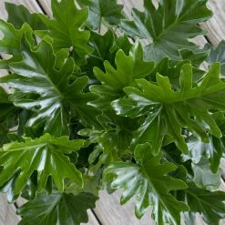 United Nursery Philodendron Shangri La Live Indoor Outdoor Plant in 10 in. Premium Ecopots Gray 8 United Nursery Philodendron Shangri La Live Indoor Outdoor Plant in 10 in. Premium Ecopots Gray -Cheap Garden Center Store united nursery indoor plants pselloum10gray 4f 1000