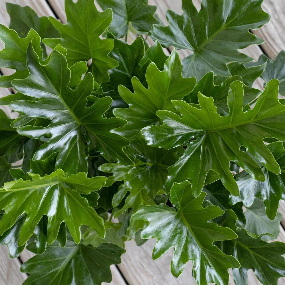 United Nursery Philodendron Shangri La Live Indoor Outdoor Plant in 10 in. Premium Ecopots Gray 5 United Nursery Philodendron Shangri La Live Indoor Outdoor Plant in 10 in. Premium Ecopots Gray - Image 3