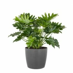 United Nursery Philodendron Shangri La Live Indoor Outdoor Plant in 10 in. Premium Ecopots Gray
