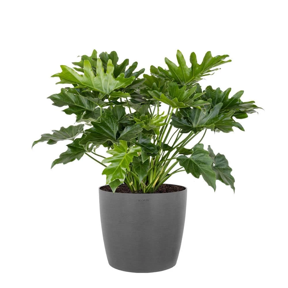 United Nursery Philodendron Shangri La Live Indoor Outdoor Plant in 10 in. Premium Ecopots Gray 3 United Nursery Philodendron Shangri La Live Indoor Outdoor Plant in 10 in. Premium Ecopots Gray