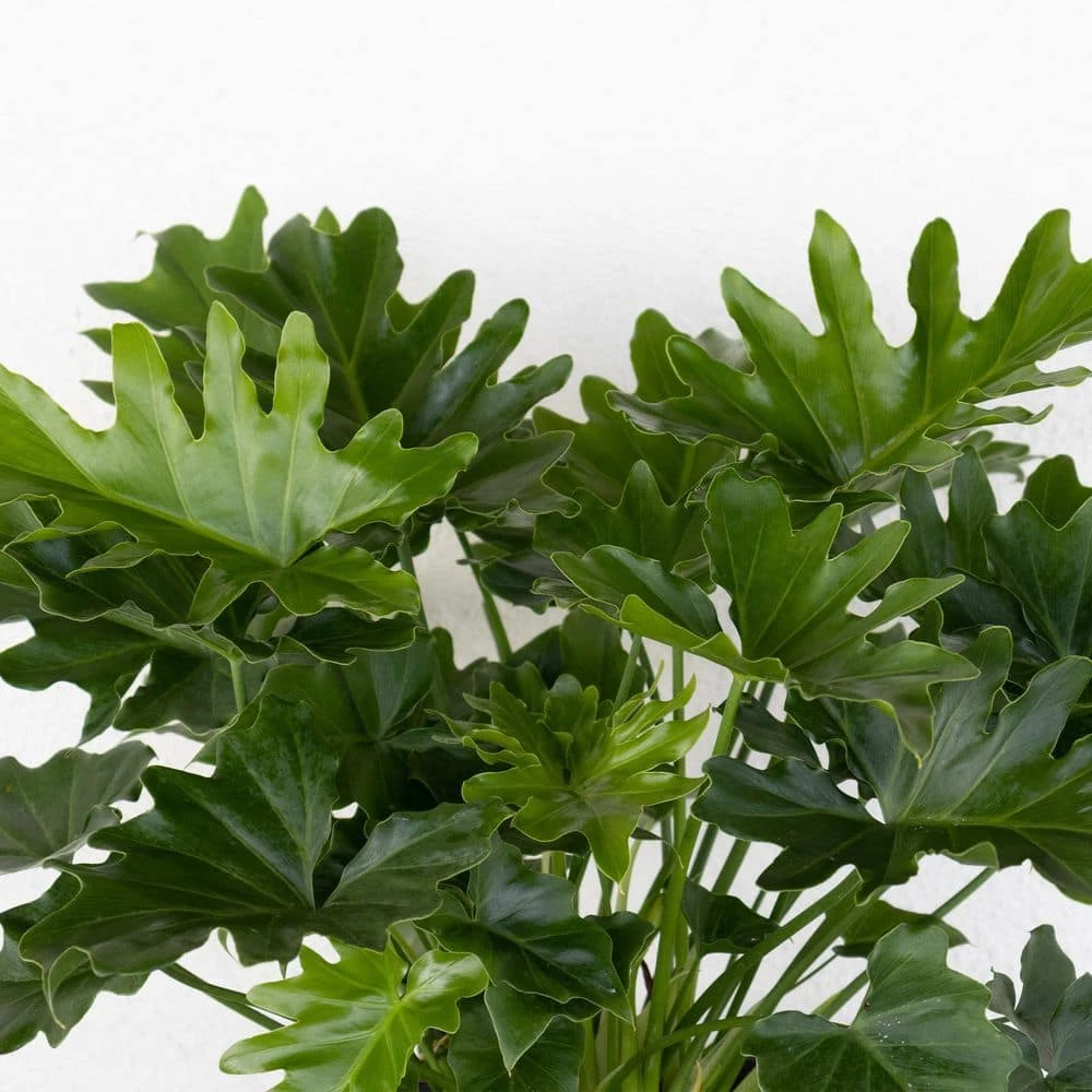 United Nursery Philodendron Shangri La Live Indoor Outdoor Plant in 10 in. Premium Ecopots Gray 4 United Nursery Philodendron Shangri La Live Indoor Outdoor Plant in 10 in. Premium Ecopots Gray - Image 2