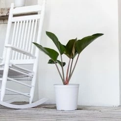 United Nursery Red Congo Live Philodendron tatei Indoor Plant in 9.25 inch Grower Pot -Cheap Garden Center Store united nursery indoor plants redcongo10gp 31 1000