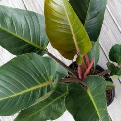 United Nursery Red Congo Live Philodendron tatei Indoor Plant in 9.25 inch Grower Pot -Cheap Garden Center Store united nursery indoor plants redcongo10gp 4f 1000