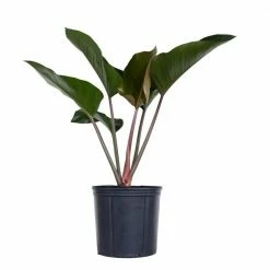 United Nursery Red Congo Live Philodendron tatei Indoor Plant in 9.25 inch Grower Pot