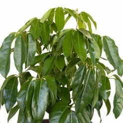 United Nursery Schefflera Amate Live Indoor Outdoor Plant in 10 in. Premium Ecopots Terracotta -Cheap Garden Center Store united nursery indoor plants samate10trc 1f 1000
