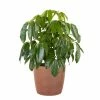 United Nursery Schefflera Amate Live Indoor Outdoor Plant in 10 in. Premium Ecopots Terracotta -Cheap Garden Center Store united nursery indoor plants samate10trc 64 1000