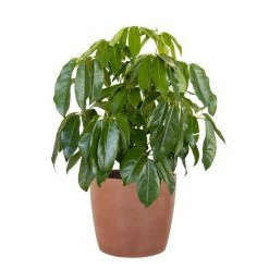 United Nursery Schefflera Amate Live Indoor Outdoor Plant in 10 in. Premium Ecopots Terracotta