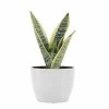 United Nursery Snake Plant Live Sansevieria Laurentii in 6 in. Premium Ecopots Pure White -Cheap Garden Center Store united nursery indoor plants slauren6shpw 64 1000