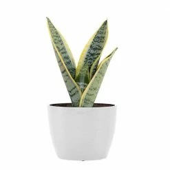 United Nursery Snake Plant Live Sansevieria Laurentii in 6 in. Premium Ecopots Pure White