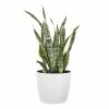 United Nursery Sansevieria Laurentii Live Indoor Outdoor Plant in 10 in. Premium Ecopots Pure White -Cheap Garden Center Store united nursery indoor plants slaurentii10pw 64 1000