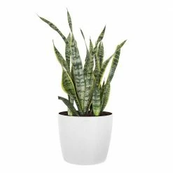 United Nursery Sansevieria Laurentii Live Indoor Outdoor Plant in 10 in. Premium Ecopots Pure White