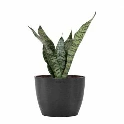 United Nursery Sansevieria Zeylanica Live Snake Plant in 6 in. Premium Ecopots Dark Gray