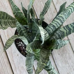 United Nursery Sansevieria Zeylanica Live Indoor Outdoor Plant in 10 in. Premium Ecopots Terracotta 8 United Nursery Sansevieria Zeylanica Live Indoor Outdoor Plant in 10 in. Premium Ecopots Terracotta -Cheap Garden Center Store united nursery indoor plants szeylanica10trc 4f 1000