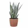 United Nursery Sansevieria Zeylanica Live Indoor Outdoor Plant in 10 in. Premium Ecopots Terracotta -Cheap Garden Center Store united nursery indoor plants szeylanica10trc 64 1000