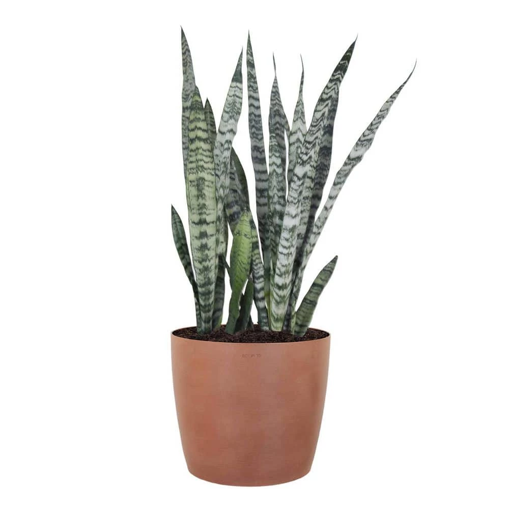 United Nursery Sansevieria Zeylanica Live Indoor Outdoor Plant in 10 in. Premium Ecopots Terracotta 3 United Nursery Sansevieria Zeylanica Live Indoor Outdoor Plant in 10 in. Premium Ecopots Terracotta