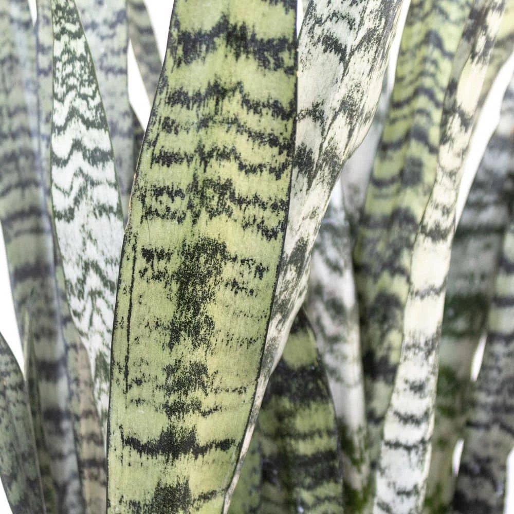 United Nursery Sansevieria Zeylanica Live Indoor Outdoor Plant in 10 in. Premium Ecopots Terracotta 4 United Nursery Sansevieria Zeylanica Live Indoor Outdoor Plant in 10 in. Premium Ecopots Terracotta - Image 2