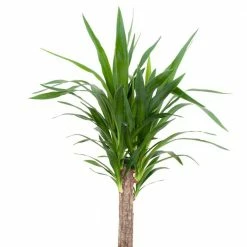 United Nursery Yucca Cane Live Indoor Outdoor Plant in 10 in. Premium Ecopots Terracotta 10 United Nursery Yucca Cane Live Indoor Outdoor Plant in 10 in. Premium Ecopots Terracotta -Cheap Garden Center Store united nursery indoor plants ycane10trc 1f 1000