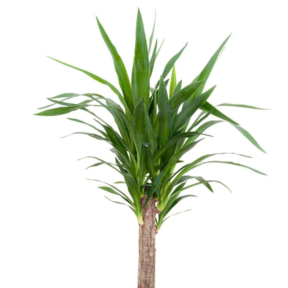 United Nursery Yucca Cane Live Indoor Outdoor Plant in 10 in. Premium Ecopots Terracotta 6 United Nursery Yucca Cane Live Indoor Outdoor Plant in 10 in. Premium Ecopots Terracotta - Image 4