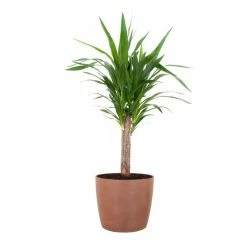 United Nursery Yucca Cane Live Indoor Outdoor Plant in 10 in. Premium Ecopots Terracotta
