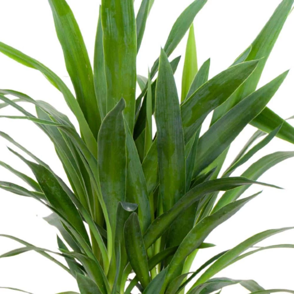 United Nursery Yucca Cane Live Indoor Outdoor Plant in 10 in. Premium Ecopots Terracotta 4 United Nursery Yucca Cane Live Indoor Outdoor Plant in 10 in. Premium Ecopots Terracotta - Image 2