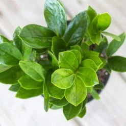 United Nursery Zamioculcas Zamiifolia Live ZZ Plant in 6 in. Premium Ecopots Pure White 10 United Nursery Zamioculcas Zamiifolia Live ZZ Plant in 6 in. Premium Ecopots Pure White -Cheap Garden Center Store united nursery indoor plants zz6shpw 4f 1000